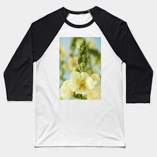 Verbascum x hybridum  &#39;Snow Maiden&#39;  Mullein Baseball T-Shirt